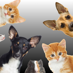 Collection image for: ANIMALS